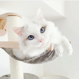 Masterclass Gato feliz en casa