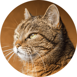 Blog Tierra de Gatos